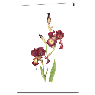 Red Iris image 0