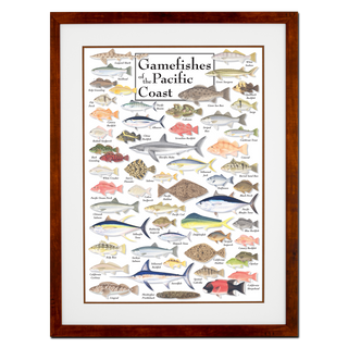 Gamefishes of Pacific Coast - Poster - Double matted honey frame image