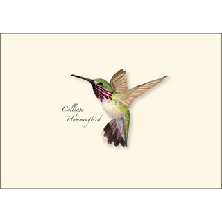 Western Hummingbird  Assortment image 1