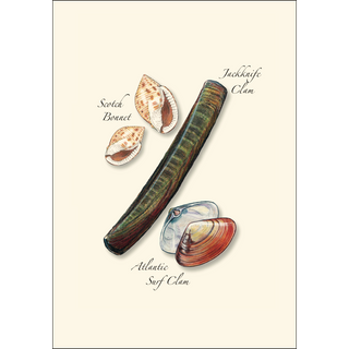 Seashell Assortment II image 4