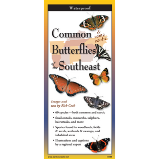 Common Butterflies of the Southeast image 0