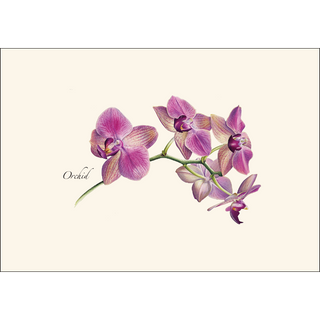 Orchid image 1