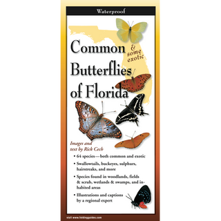 Common Butterflies of Florida image 0