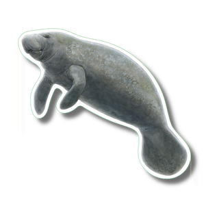 Manatee image 0