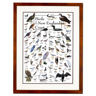 Birds of the New England Coast - Poster - Double matted honey frame image