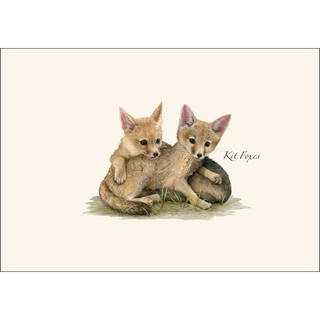 Kit Foxes image 1