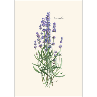 Lavender image 1