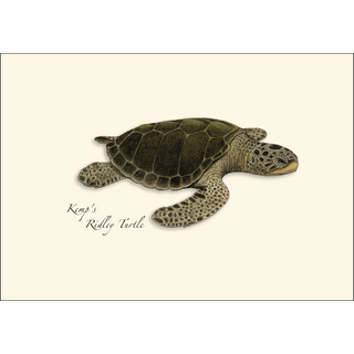 Sea Turtle Assortment image 4