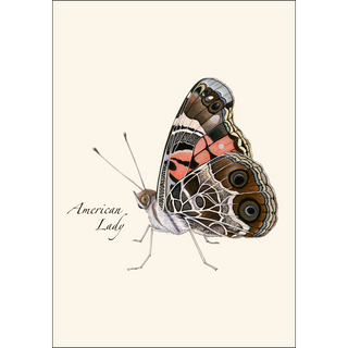 American Lady image 1