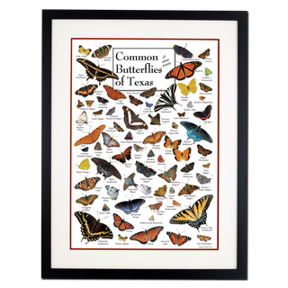 Butterflies of Texas - Poster - Double matted black frame image