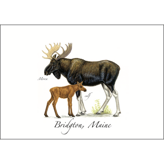Moose image 0