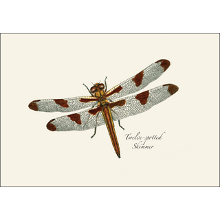 Dragonfly and Damselfly Assortment image 1