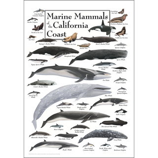 Marine Mammals of the California Coast - Poster - Unframed - Ships in a sturdy mailing tube image