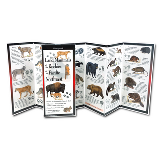 Land Mammals of the Rockies &amp; the Pacific Northwest image 1