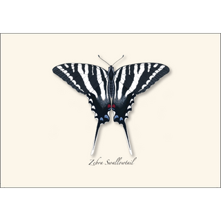 Swallowtail Assortment image 2