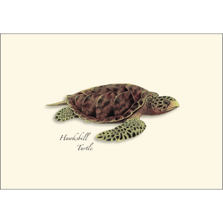 Sea Turtle Assortment image 2