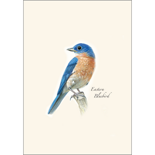 Bluebird II image 1