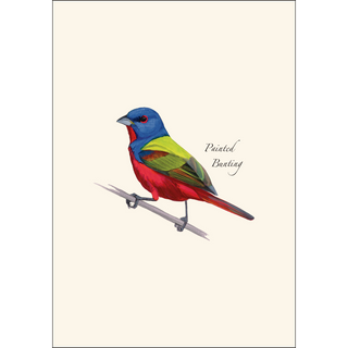 Painted Bunting image 1