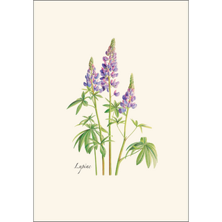 Lupine image 1