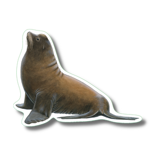 California Sea Lion image 0