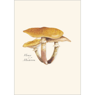 Edible Mushroom Assortment image 2