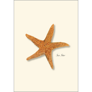 Sea Star image 1