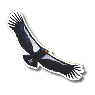 California Condor image 0