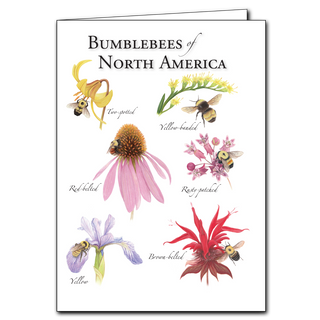 Bumblebees of North America image 0