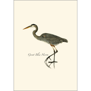 Great Blue Heron image 1