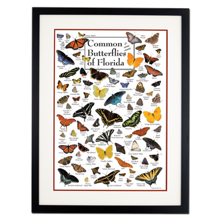 Common Butterflies of Florida - Poster - Double matted black frame image
