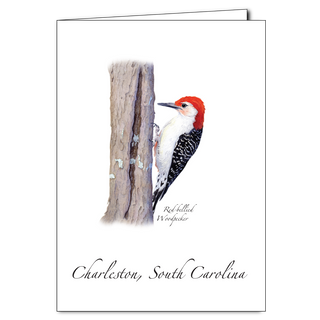 Red-bellied Woodpecker image 0