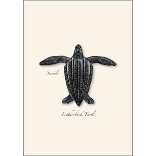 Sea Turtle Juveniles Assortment image 3