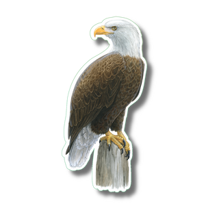 Bald Eagle image 0