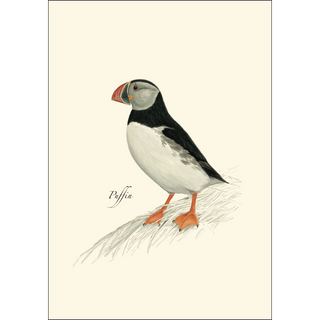 Puffin image 1
