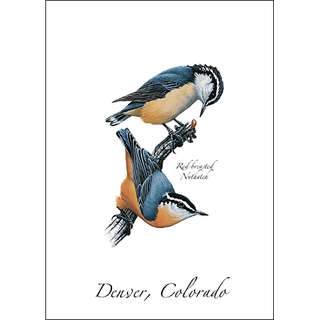 Red-breasted Nuthatches image 0