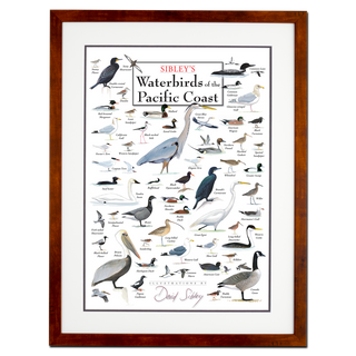 Sibley’s Waterbirds of the Pacific Coast – Poster - Double matted honey frame image