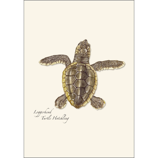 Sea Turtle Hatchling Assortment image 1