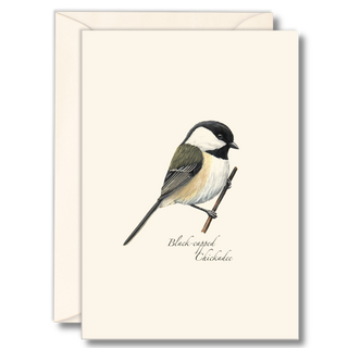 Black-capped Chickadee image 0