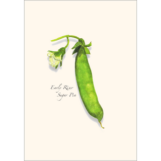 Heirloom Pea image 1