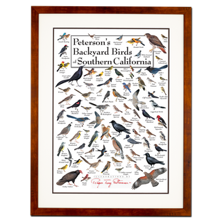 Peterson's Backyard Birds of Southern California - Poster - Double matted honey frame image
