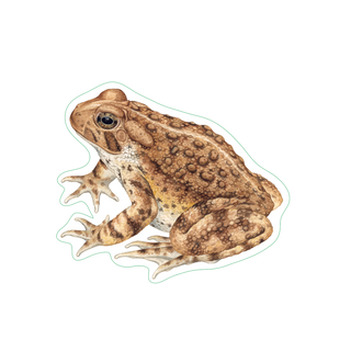 American Toad image 1
