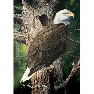 Bald Eagle image 0