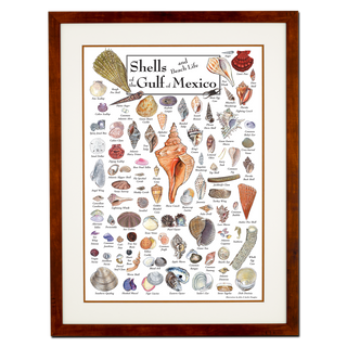 Shells & Beach Life of the Gulf of Mexico - Poster - Double matted honey frame image