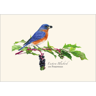 Eastern Bluebird with Pokeweed image 1