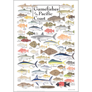 Gamefishes of Pacific Coast - Poster - Unframed - Ships in a sturdy mailing tube image