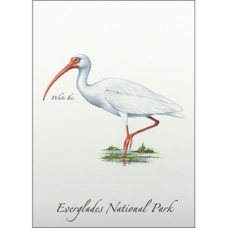 White Ibis image 0