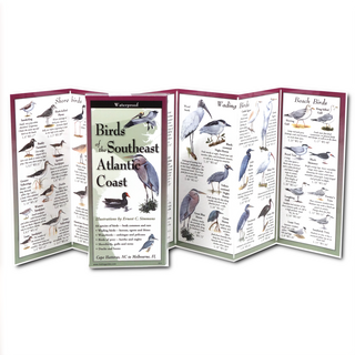Birds of the Southeast Atlantic Coast image 1
