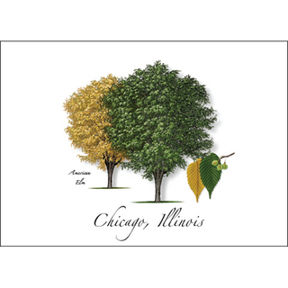 American Elm image 0