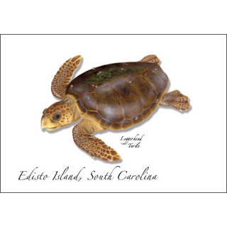 Loggerhead III image 0