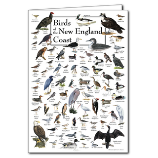 Birds of the New England Coast - Poster Card image 0